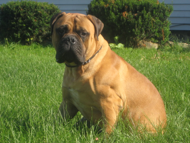 Watchman Kennels