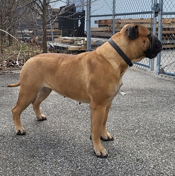 bullmastiff puppies 