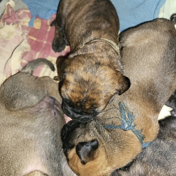 bullmastiff puppies for sale