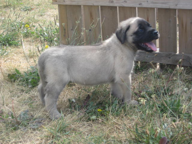 mastiff puppies for sale
