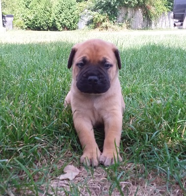 bullmastiff puppies for sale show dogs